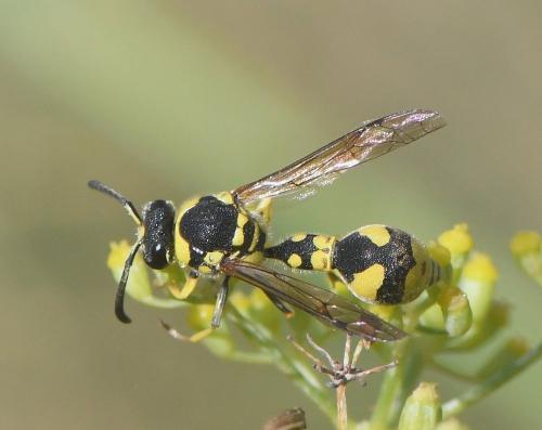 Réf. 242 910 : Eumenes mediterraneus mediterraneus